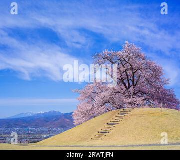 Yamanashi paesaggi fiori di ciliegio al Koshu Kogage Yatsushiro Furusato Park Foto Stock