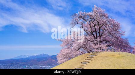 Yamanashi paesaggi fiori di ciliegio al Koshu Kogage Yatsushiro Furusato Park Foto Stock