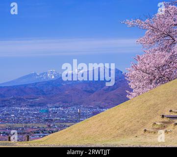 Yamanashi paesaggi fiori di ciliegio al Koshu Kogage Yatsushiro Furusato Park Foto Stock