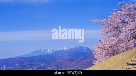 Yamanashi paesaggi fiori di ciliegio al Koshu Kogage Yatsushiro Furusato Park Foto Stock