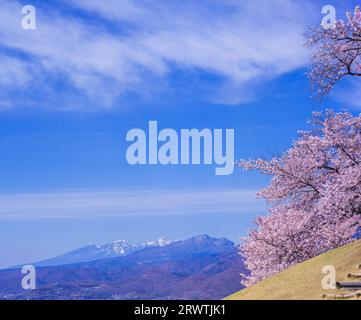 Yamanashi paesaggi fiori di ciliegio al Koshu Kogage Yatsushiro Furusato Park Foto Stock