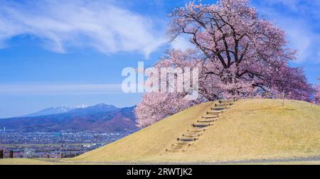 Yamanashi paesaggi fiori di ciliegio al Koshu Kogage Yatsushiro Furusato Park Foto Stock