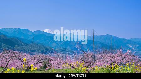 Paesaggi di Yamanashi Fiori di pesca e Mt. Fuji vista distante Higashiyama East ampia strada agricola linea della frutta Foto Stock