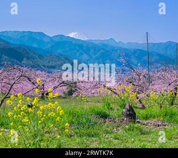 Paesaggi di Yamanashi Fiori di pesca e Mt. Fuji vista distante Higashiyama East ampia strada agricola linea della frutta Foto Stock