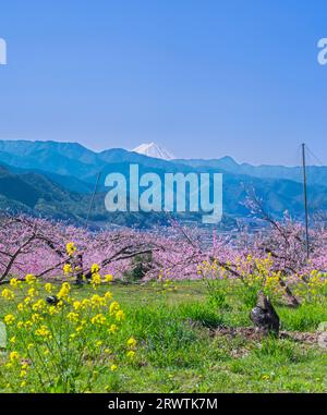 Paesaggi di Yamanashi Fiori di pesca e Mt. Fuji vista distante Higashiyama East ampia strada agricola linea della frutta Foto Stock