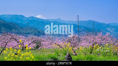 Paesaggi di Yamanashi Fiori di pesca e Mt. Fuji vista distante Higashiyama East ampia strada agricola linea della frutta Foto Stock