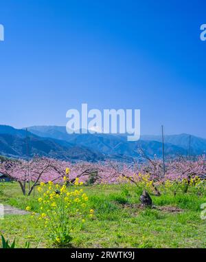 Paesaggi di Yamanashi Fiori di pesca e Mt. Fuji vista distante Higashiyama East ampia strada agricola linea della frutta Foto Stock