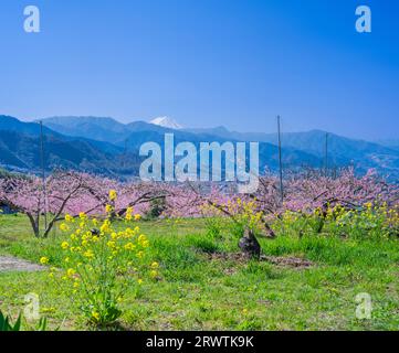 Paesaggi di Yamanashi Fiori di pesca e Mt. Fuji vista distante Higashiyama East ampia strada agricola linea della frutta Foto Stock