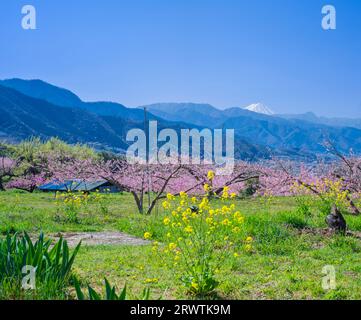 Paesaggi di Yamanashi Fiori di pesca e Mt. Fuji vista distante Higashiyama East ampia strada agricola linea della frutta Foto Stock