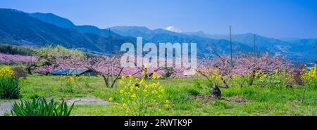 Paesaggi di Yamanashi Fiori di pesca e Mt. Fuji vista distante Higashiyama East ampia strada agricola linea della frutta Foto Stock