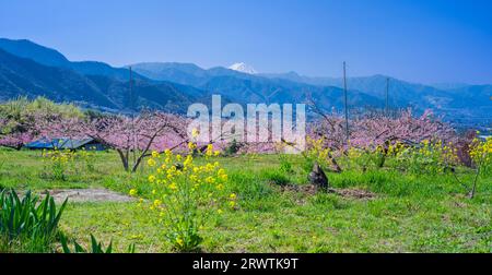 Paesaggi di Yamanashi Fiori di pesca e Mt. Fuji vista distante Higashiyama East ampia strada agricola linea della frutta Foto Stock