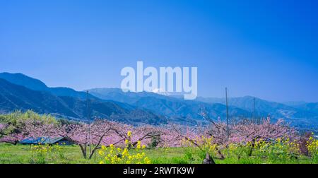 Paesaggi di Yamanashi Fiori di pesca e Mt. Fuji vista distante Higashiyama East ampia strada agricola linea della frutta Foto Stock