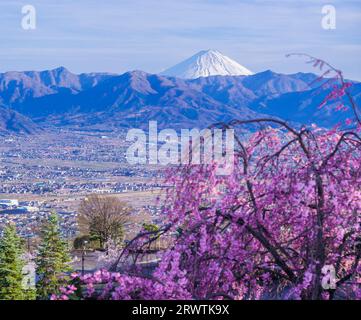 Paesaggi di Yamanashi fiori di ciliegio e vista a distanza del bacino di Kofu del Monte Fuji Fuefukigawa Fruit Park Foto Stock