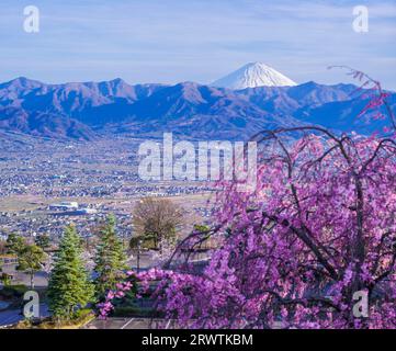 Paesaggi di Yamanashi fiori di ciliegio e vista a distanza del bacino di Kofu del Monte Fuji Fuefukigawa Fruit Park Foto Stock