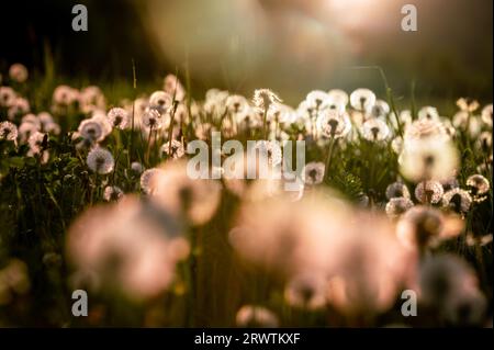 Golden Dreams: Dandelion Field in Radiant Evening Backlight Foto Stock