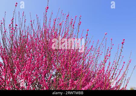 Prugne in fiore al Parco dei Fiori di Hamamatsu Foto Stock