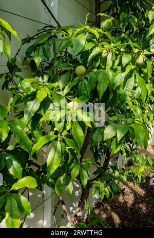 Primo piano delle pesche verdi non mature (Peregrine) che crescono su un albero di pesca prunus persica in una serra in estate Inghilterra Regno Unito GB Foto Stock