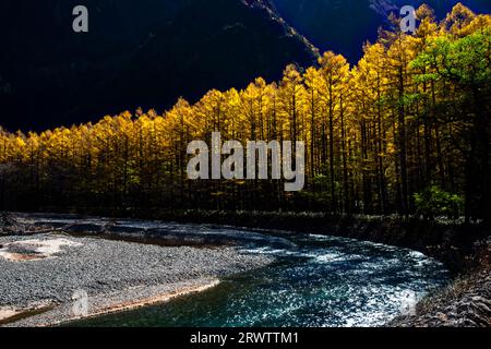 Fiume Azusa e foglie gialle dorate di larice giapponese a Kamikochi Foto Stock