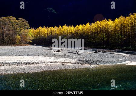 Foglie gialle di larice giapponese e del fiume Azusa a Kamikochi Foto Stock