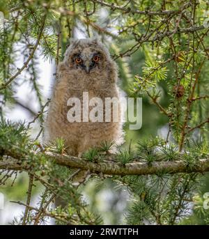 Occhi luminosi che seguono Neil. LANCASHIRE, Regno Unito: CUDDLIEST IMMAGINI di gufi a palla lanugine che sbirciano dagli alberi sono state catturate nel Lancashire, Regno Unito Foto Stock