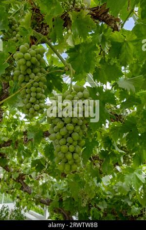 Primo piano di grappoli di uva verde che crescono su vite in una serra Inghilterra Regno Unito Gran Bretagna Foto Stock