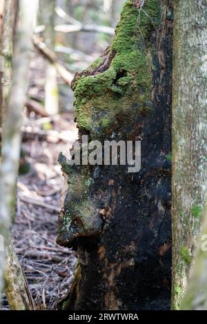 Vecchio tronco in una foresta Tasmania nel Bush Foto Stock