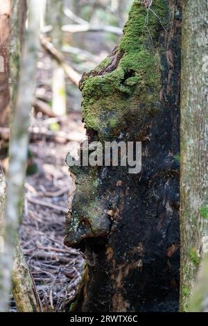 Vecchio tronco in una foresta Tasmania nel Bush Foto Stock