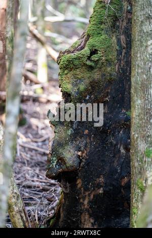 Vecchio tronco in una foresta Tasmania nel Bush Foto Stock