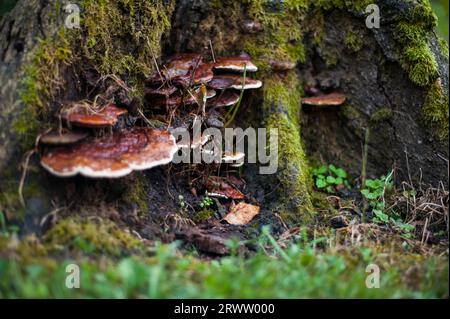 Ceppo di Mossy con funghi marroni che crescono su di esso Foto Stock