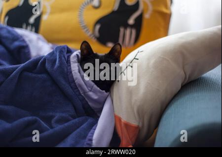 Gatto nero ricoperto da una coperta che si rilassa su un divano blu con un grande cuscino di volpe Foto Stock