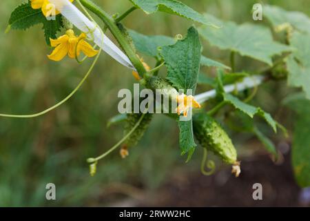 Piccoli cetrioli di bellezza crescono in giardino e fioriscono. Legato con nastro bianco, agricoltura, su una superficie verde Foto Stock