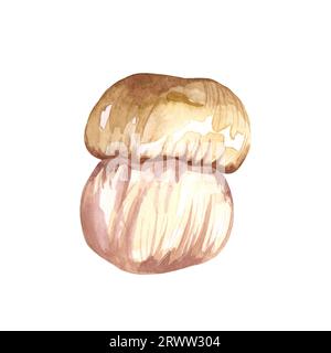 Set di funghi commestibili ad acquerello, isolati su sfondo bianco. Illustrazione di foraggiamento autunnale. Foto Stock