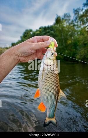 Grande chub in mano ai pescatori, catturato da un richiamo di plastica, clima estivo soleggiato, riva verde del fiume Foto Stock