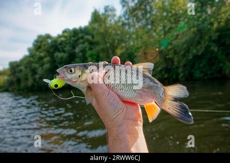 Chub in mano ai pescatori, catturato da un richiamo di plastica, clima estivo soleggiato, riva verde del fiume Foto Stock