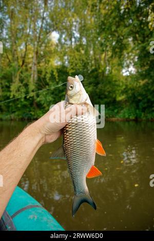 Grande chub in mano ai pescatori, catturato da un richiamo di plastica, clima estivo soleggiato, riva verde del fiume Foto Stock