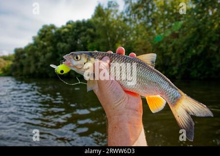 Chub in mano ai pescatori, catturato da un richiamo di plastica, clima estivo soleggiato, riva verde del fiume Foto Stock