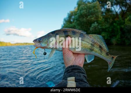 Mano del pescatore che tiene il walleye con un'esca di plastica morbida in bocca Foto Stock