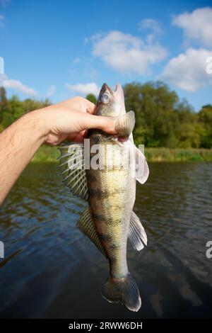 Volga zander in mano ai pescatori, luce del giorno brillante Foto Stock