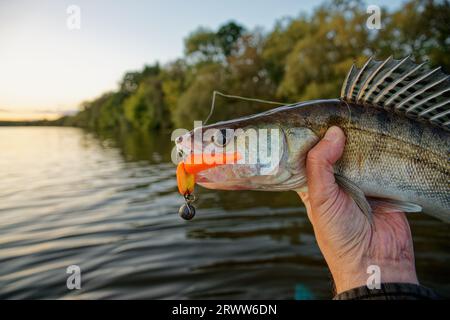 Walleye in mano ai pescatori con morbida schiuma in bocca, tramonto estivo Foto Stock