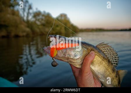 Walleye in mano ai pescatori con la schiuma in bocca Foto Stock