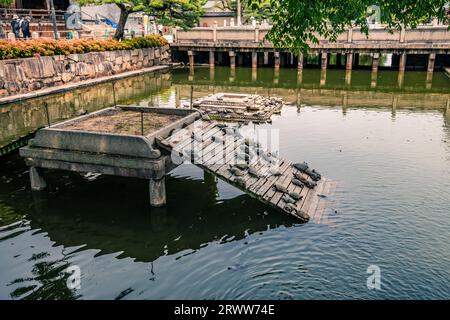 Shi-Tennoji Tempio buddista laghetto di tartarughe Foto Stock