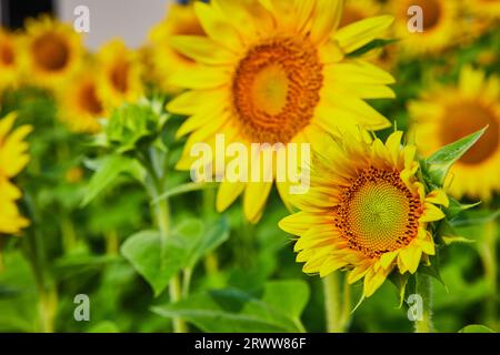 Semi marrone scuro al centro di un piccolo girasole giallo vista dettagliata con bocciolo verde dietro Foto Stock