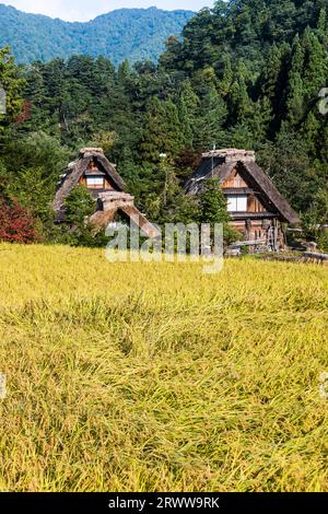 Case di Gassho-zukuri viste attraverso le risaie con le montagne sullo sfondo Foto Stock