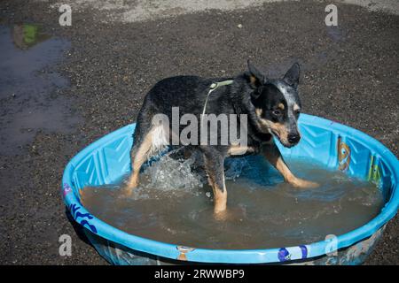 Cane australiano che gioca in una piscina nel parco per cani Foto Stock