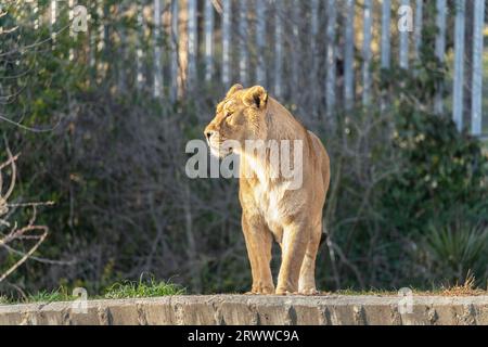 Leone maschio di buone dimensioni che guarda su un lato Foto Stock