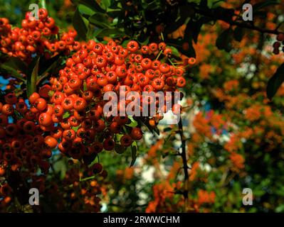 rowan che cresce su un albero, ripresa verso l'alto, primo piano Foto Stock