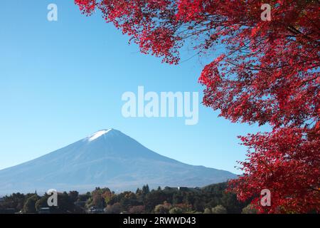 Maple Leaves e Mt. Fuji in autunno visto da Kawaguchiko Foto Stock