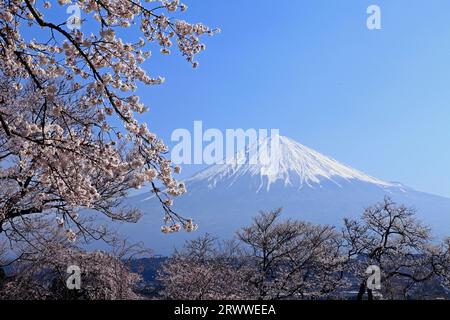 Fuji e i ciliegi fioriti in piena fioritura al tempio di Koutokuji Foto Stock