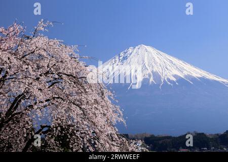 Fuji e i ciliegi fioriti in piena fioritura al tempio di Koutokuji Foto Stock