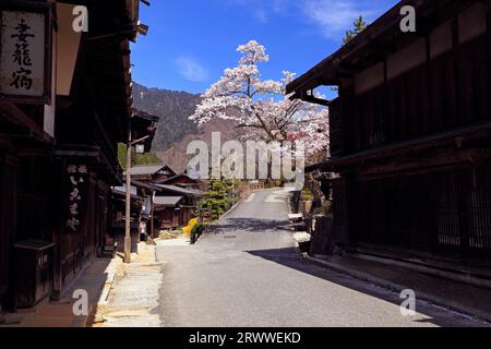 Aprile: Fiori di ciliegio a Tsumago Yado Foto Stock